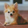 Cute Chihuahua diamond painting