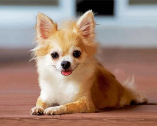 Cute Chihuahua diamond painting