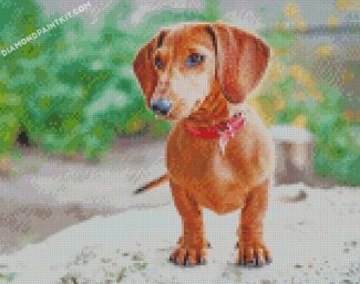 dachshund Puppy Dog diamond paintings