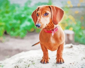 dachshund Puppy Dog diamond painting