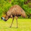 emu bird diamond painting