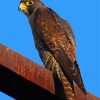 falcon bird animal diamond paintings