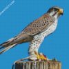 falcon bird diamond paintings