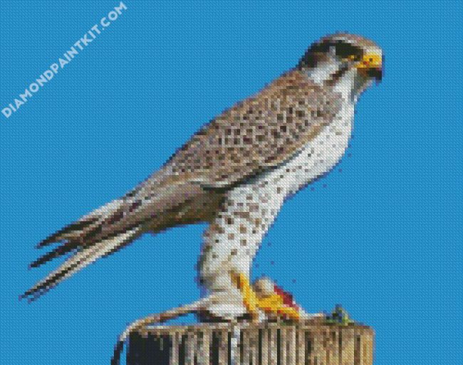 falcon bird diamond paintings