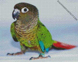 Green Cheek Conure Bird diamond painting