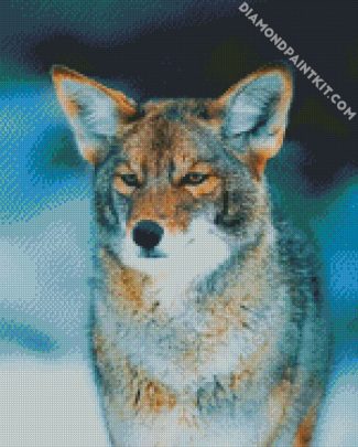 mad coyote diamond paintings