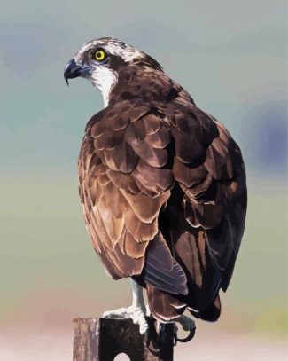 osprey Eagle Bird diamond painting
