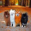 Pomeranian Puppies Dogs diamond painting