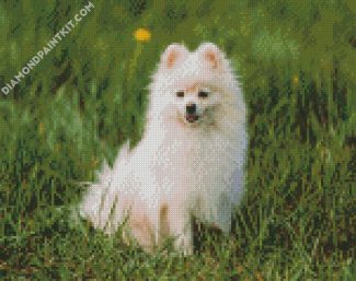 Pomeranian Puppy diamond painting