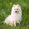 Pomeranian Puppy diamond painting