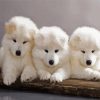 samoyed Puppies Dogs diamond painting
