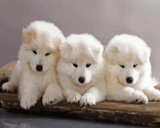 samoyed Puppies Dogs diamond painting
