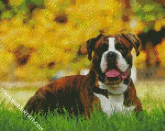 Boxer Dog Animal diamond painting