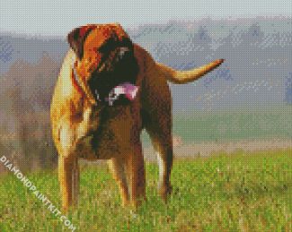 Bullmastiff Dog diamond painting