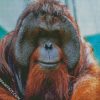 Orangutan Monkey diamond painting