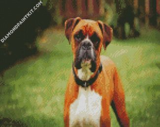 Aesthetic Boxer Dog diamond painting