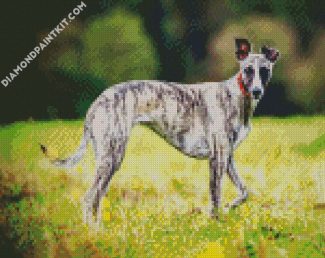 Aesthetic Whippet Dog diamond painting