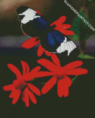 Black Butterfly And Red Flower diamond painting