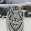 Cute White tiger diamond painting