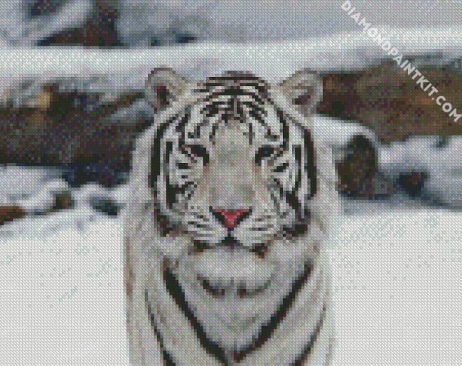 Cute White tiger diamond painting