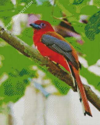 Red Trogon Bird diamond painting