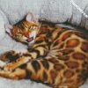 Bengal Cat Pet diamond painting