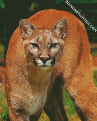 Wild Cougar diamond painting