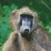 Animal Baboon Monkey diamond painting