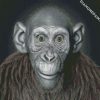 Ape With Green Eyes diamond painting