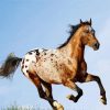 Appaloosa Horse Running diamond painting