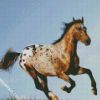 Appaloosa Horse Running diamond painting