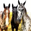 Appaloosa Horses diamond painting