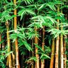 Bamboo Plants diamond painting