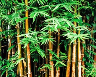 Bamboo Plants diamond painting