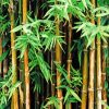 Bamboo Trees Plants diamond painting