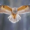 Barred Owl Flying diamond painting