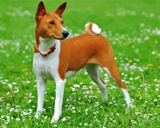 Basenji Dog Animal diamond painting