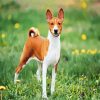 Basenji Dog Breed Animal diamond painting