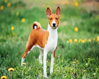 Basenji Dog Breed Animal diamond painting