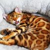 Bengal Cat Pet diamond painting