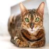 Bengal With Green Eyes diamond painting