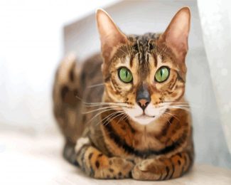 Bengal With Green Eyes diamond painting