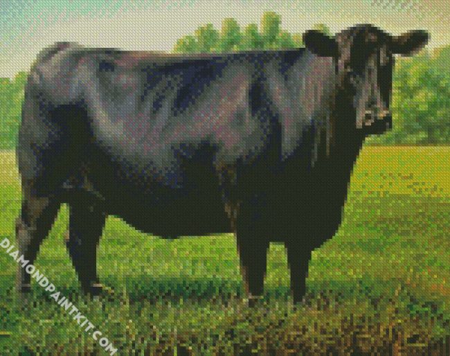 Black Angus Cattle diamond painting
