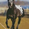 Black Appaloosa Horse diamond painting