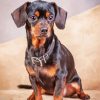 Black Brown Chiweenie Dog diamond painting