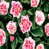 Blooming Pink Carnation diamond painting