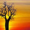 Boab Tree At Sunset diamond painting