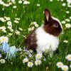Bunny In Chamomile Field diamond painting