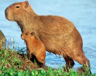 Capybara Rodent diamond painting