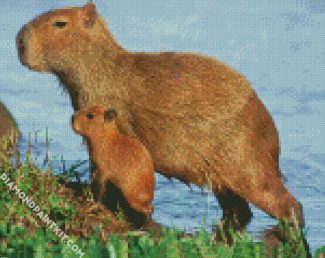 Capybara Rodent diamond painting